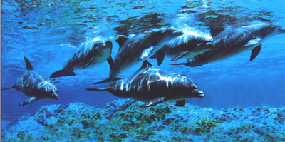 Delfini-(rosa)marini.jpg.jpg
