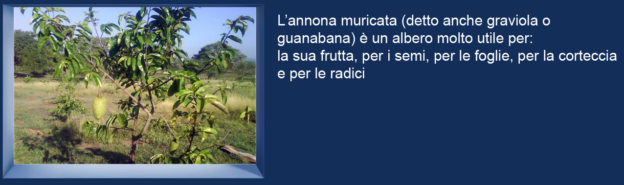Un-albero-di-Graviola-Annona-muricata-guanabana-Soursop-99K.jpg