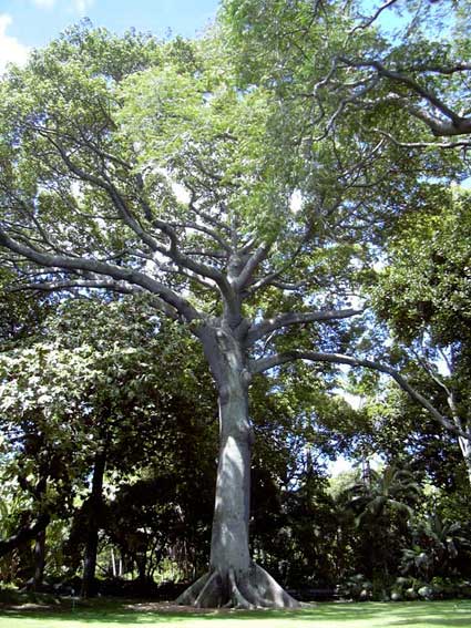 kapok-tree-68K.jpg