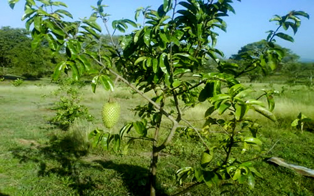 Annona-muricata-Graviola-pianta-130K.jpg