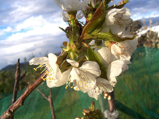 Cherry_flowers--fiori-di-ciliegio-Pianeta-Terra-83,14K.jpg